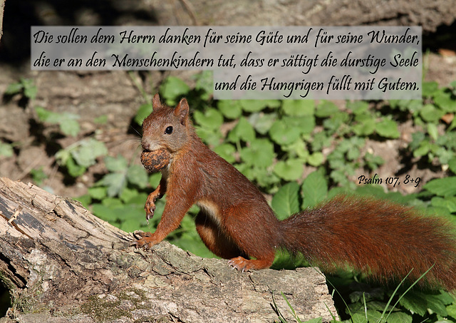 Spruchkarte 6/2015 - gedruckt