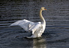 Animali-01