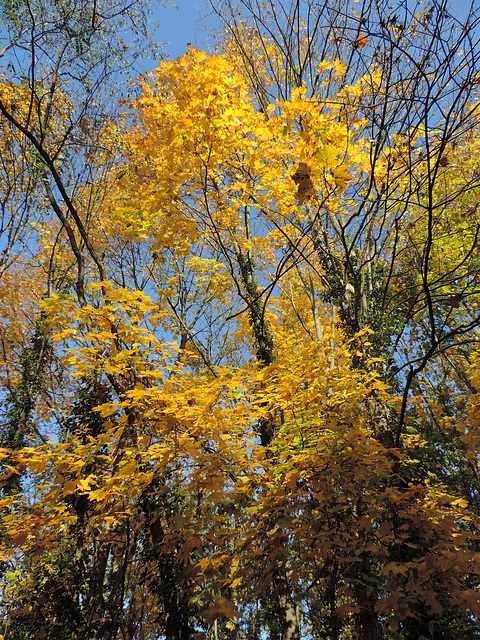 Ahornbaum mit blauen Himmel