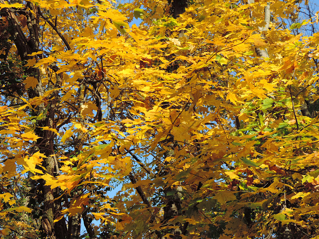 Ahornlaub in Herbstpracht