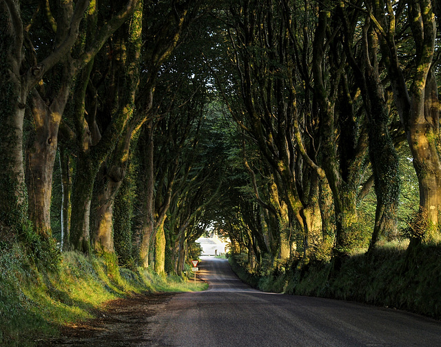 Cathedral of trees.