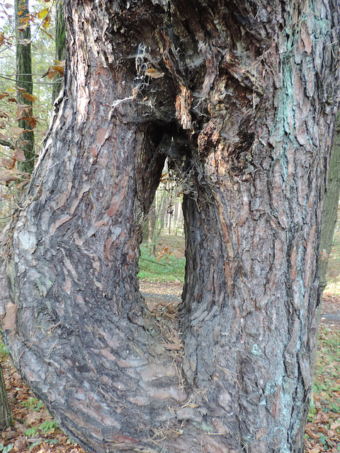 Nadelöhr im Kiefernstamm