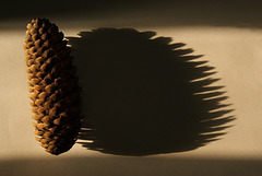 Pinecone Shadow