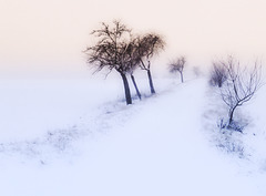 winter trees 1