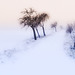 winter trees 1