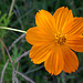 Field Flower