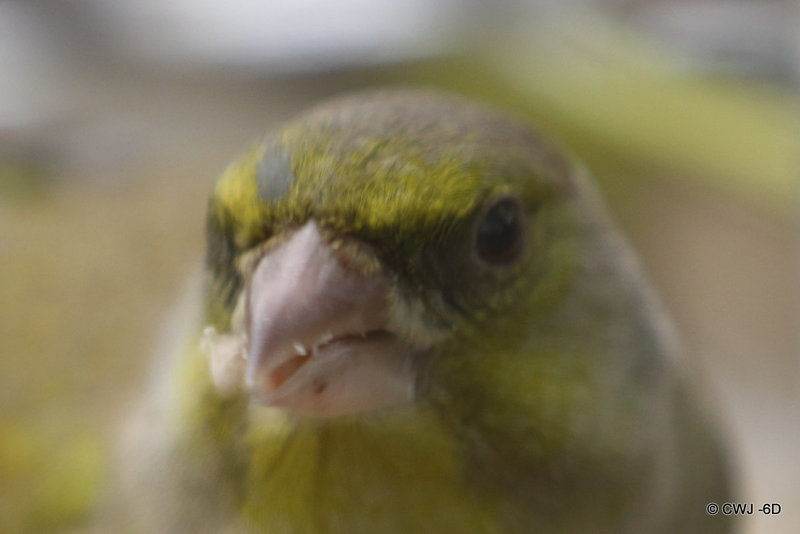 Greenfinch - head detail