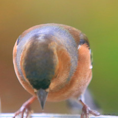 Chaffinch examining what's for breakfast