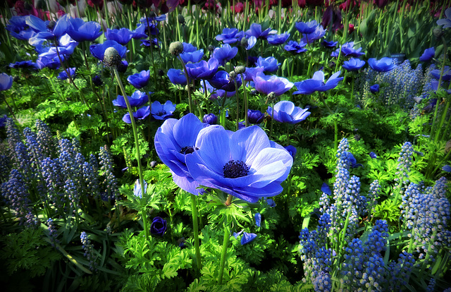 A  Sea of Blue Anemones