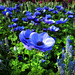 A  Sea of Blue Anemones