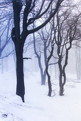 winter trees 2