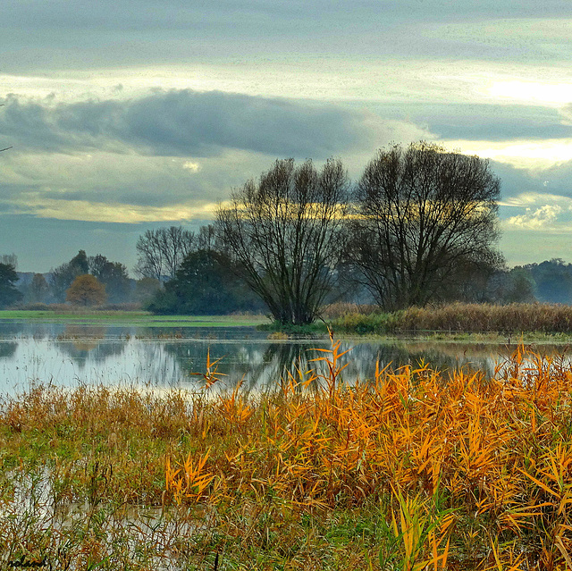 Automne dans le Ried