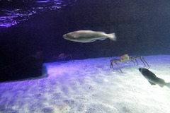 Sealife (30)