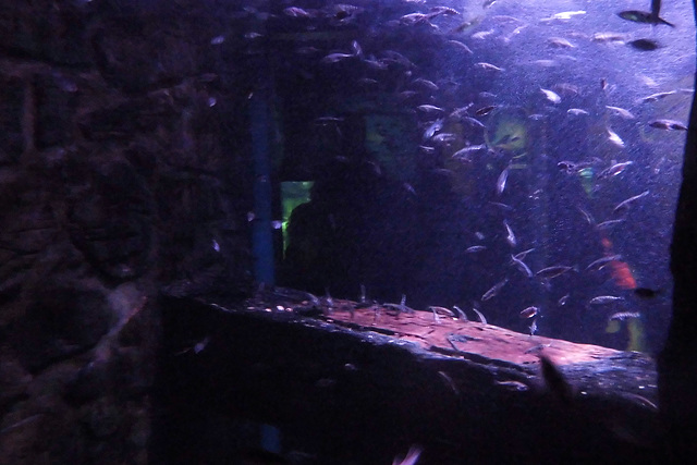Sealife (31)