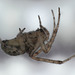 Lace-weaver spider (Amaurobius fenestralis)