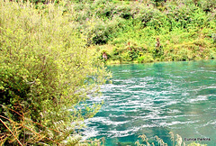 Waikato River 4