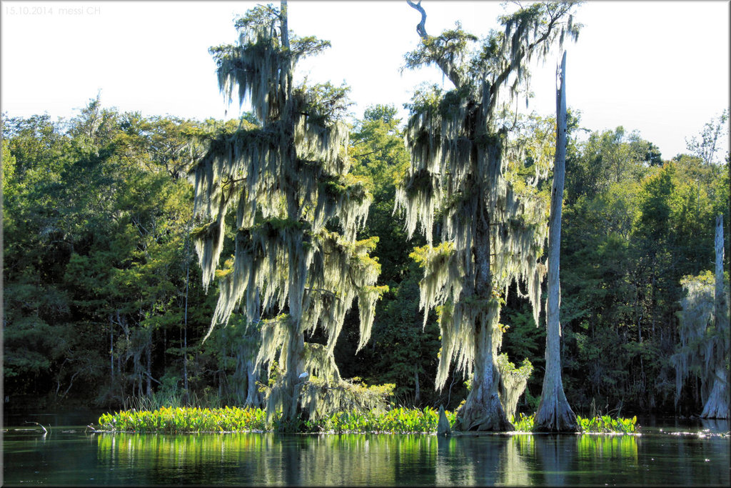 Wakulla Springs