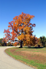 Tree By The Highway