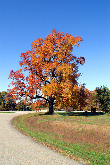 Tree By The Highway