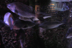 Sealife (33)