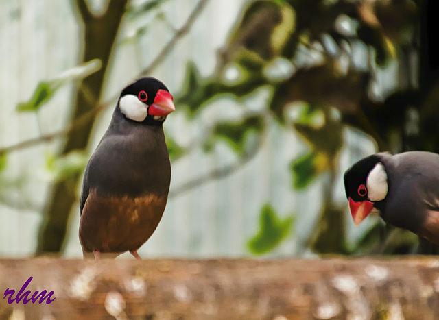 Seaview Bird Park IOW