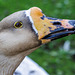 Portrait of a Goose at Seaview