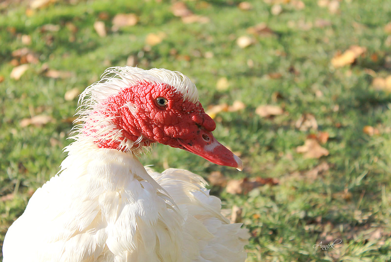 Le canard de Barbarie (Cairina moschata)