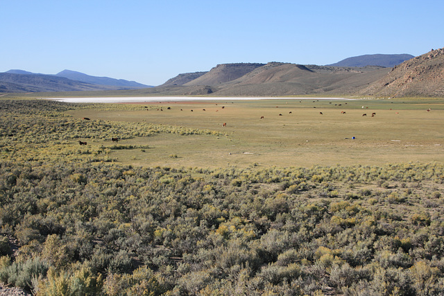 Range cattle