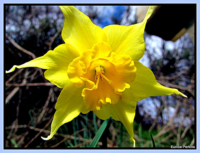 Daffodil