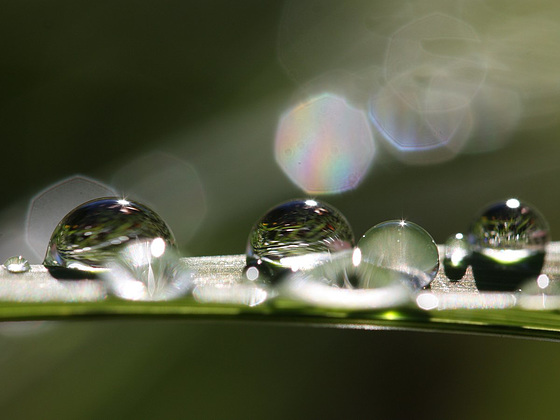 Morning Dew