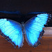 Mariposa azul de Costa Rica