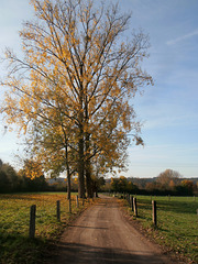 Herbstbäume am Feldweg