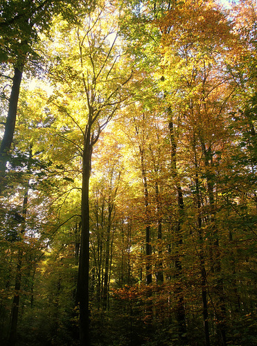 Herbstwald