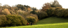 Autumn woods