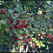 Aubépine