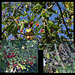 Fruits d'automne