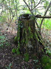 Laudonie 2014 – Tree stump