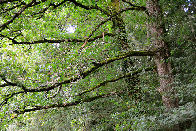 Laudonie 2014 – Branches