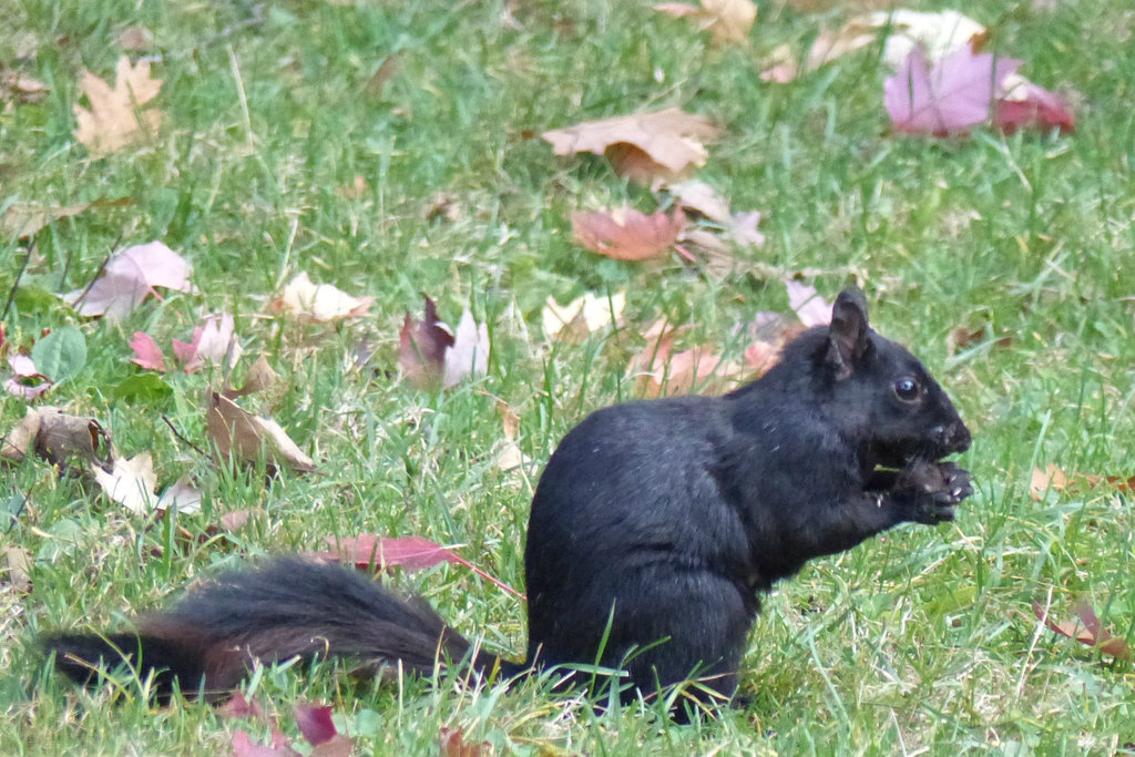 Black Squirrel (1) - 22 October 2014