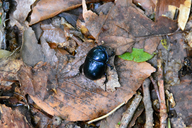 Laudonie 2014 – Beetle