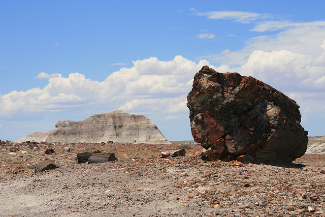 Petrified Forest