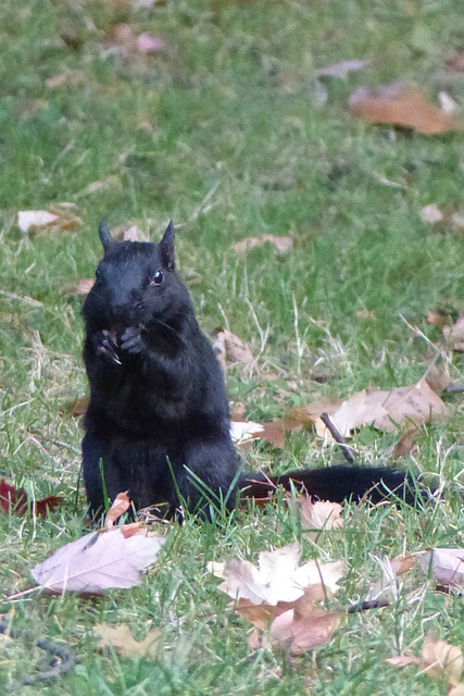 Black Squirrel (2) - 22 October 2014