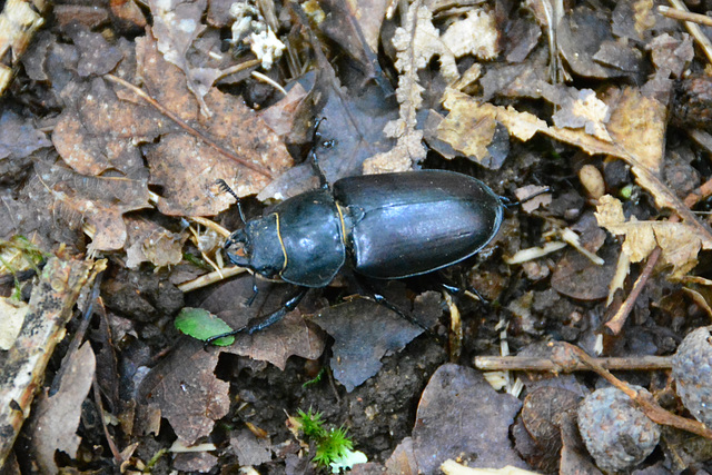 Laudonie 2014 – Female Stag Beetle