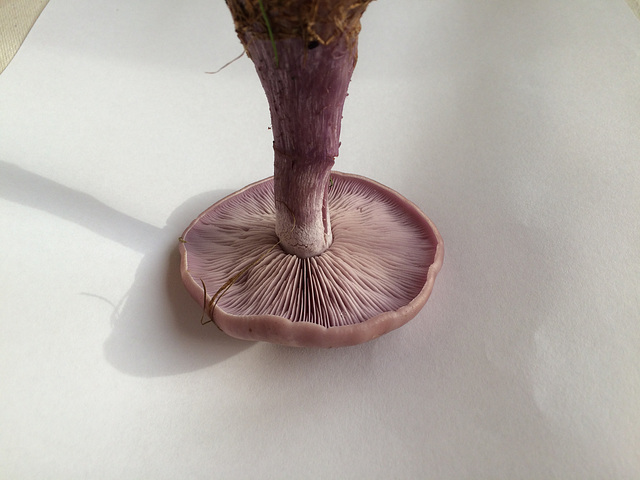 Wood Blewit?