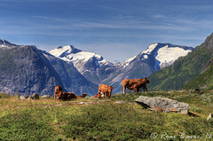 Cows of Norway.