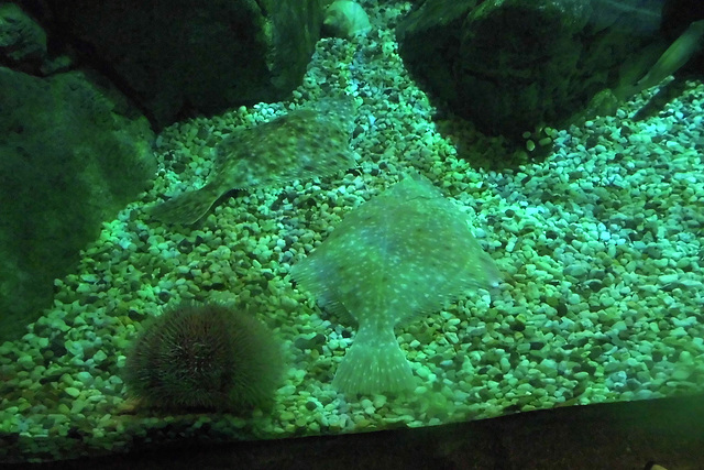 Sealife (58)