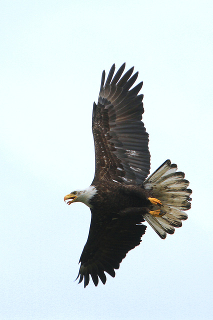 Bald Eagle