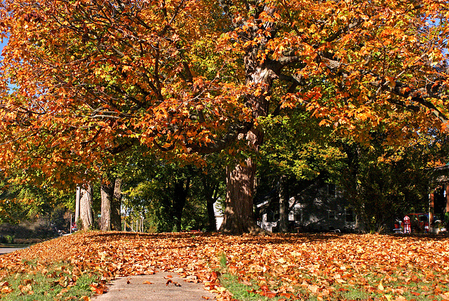 Fall Tree 2011