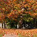 Fall Tree 2011