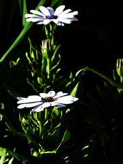 piattini raccogli-sole - Osteospermum